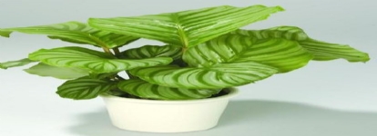青蘋(píng)果竹芋